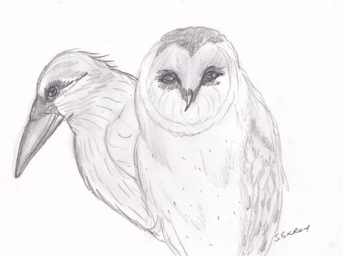 Owl and raven by Sally Gilroy